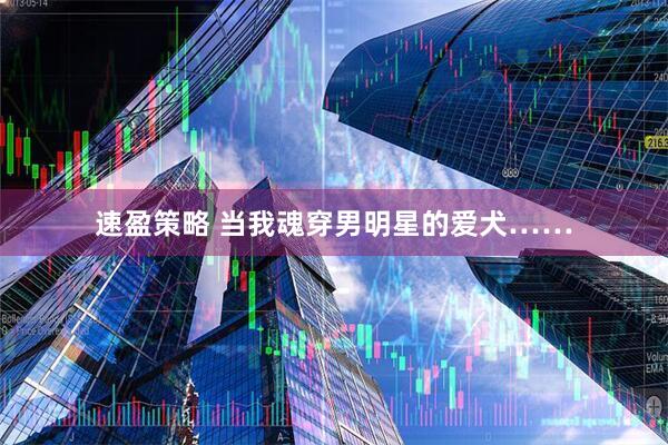 速盈策略 当我魂穿男明星的爱犬……
